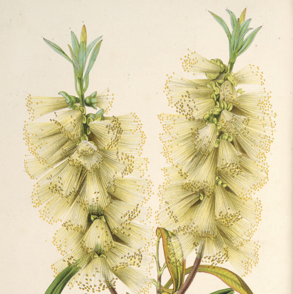 gravures fleurs et plantes ornement 7118 callistemon amoenus serre froide